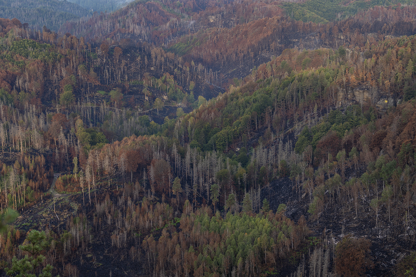 Požár na rozloze 1060 hektarů zasáhl rozličné typy ploch a porostů. Foto: Václav Sojka