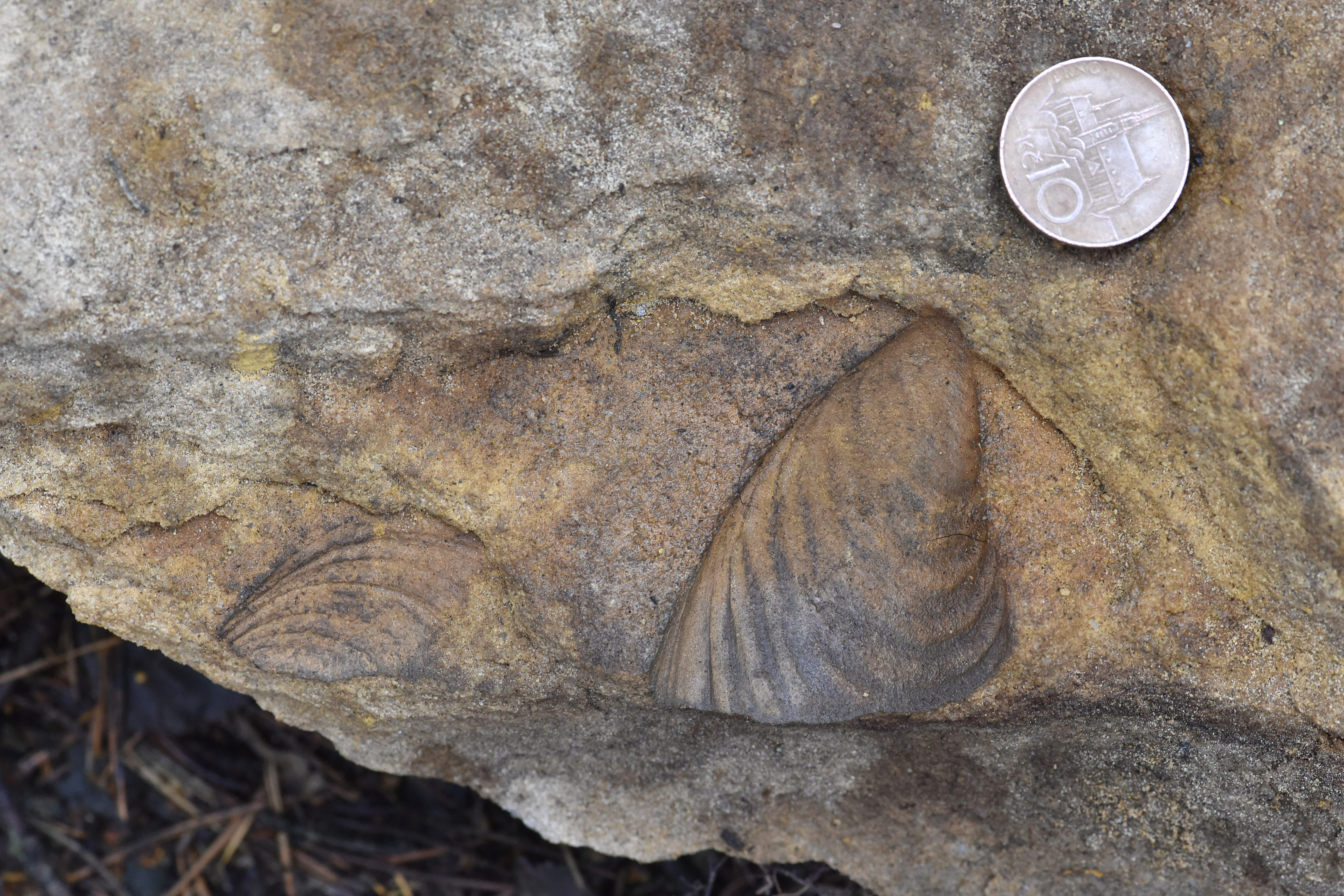 Otisk fosílie v pískovci, vedle kterého jako měřítko velikosti leží mince