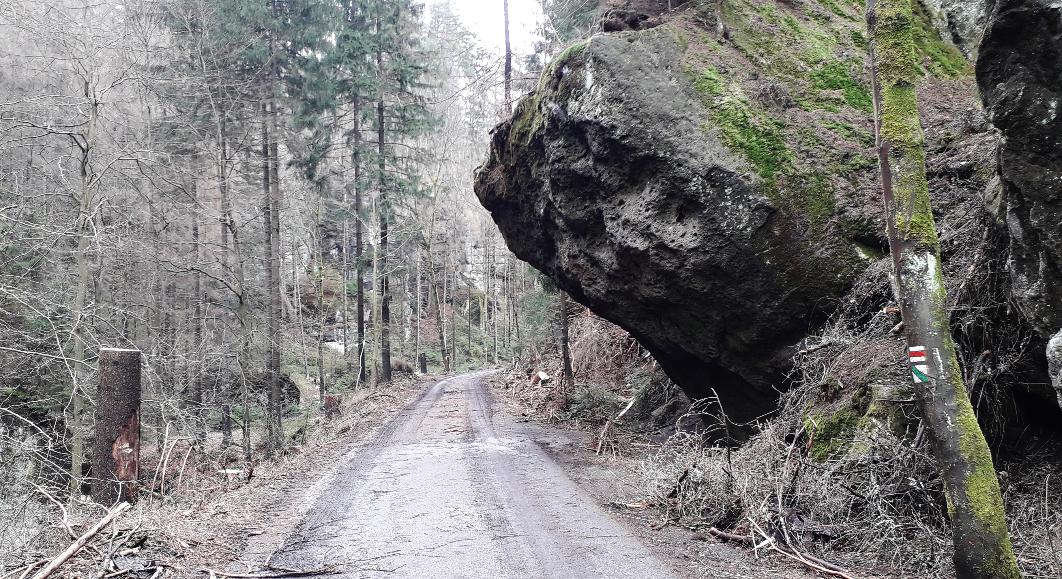 Kyjovské údolí po provedení bezpečnostních těžeb. Foto: Tomáš Salov