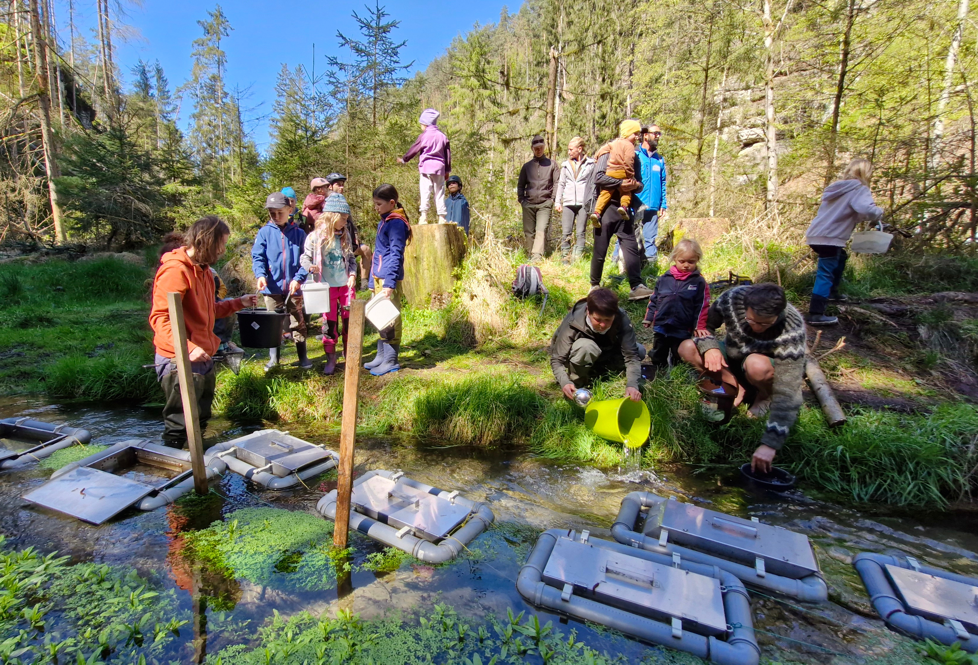 Dobrovolníci vypustili do Jetřichovické Bělé a Kamenice malé lososy z inkubačních schránek. Foto: Tomáš Salov