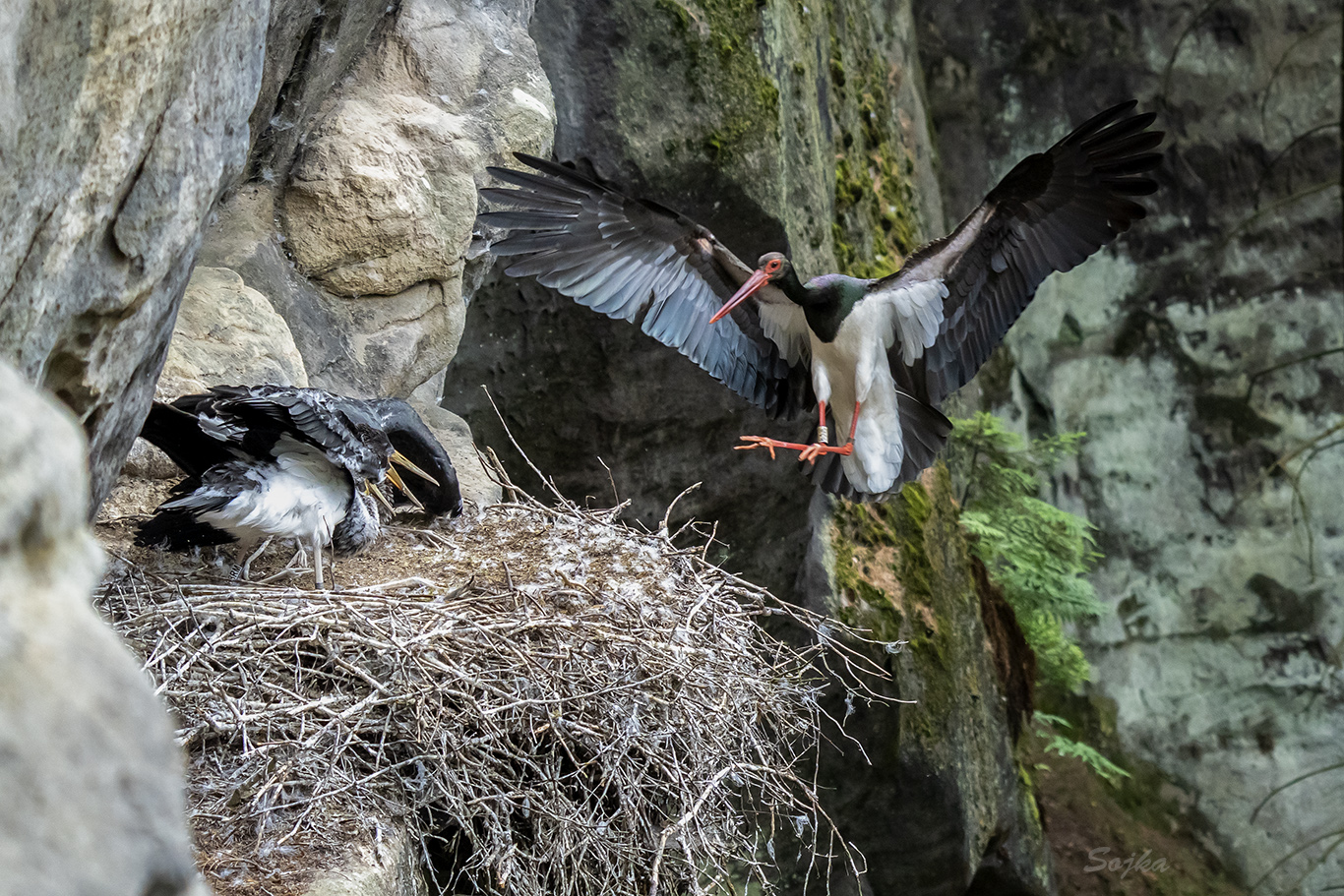 Dospělý čáp černý přilétající na skalní hnízdo s dvěma mláďaty (Foto: Václav Sojka).