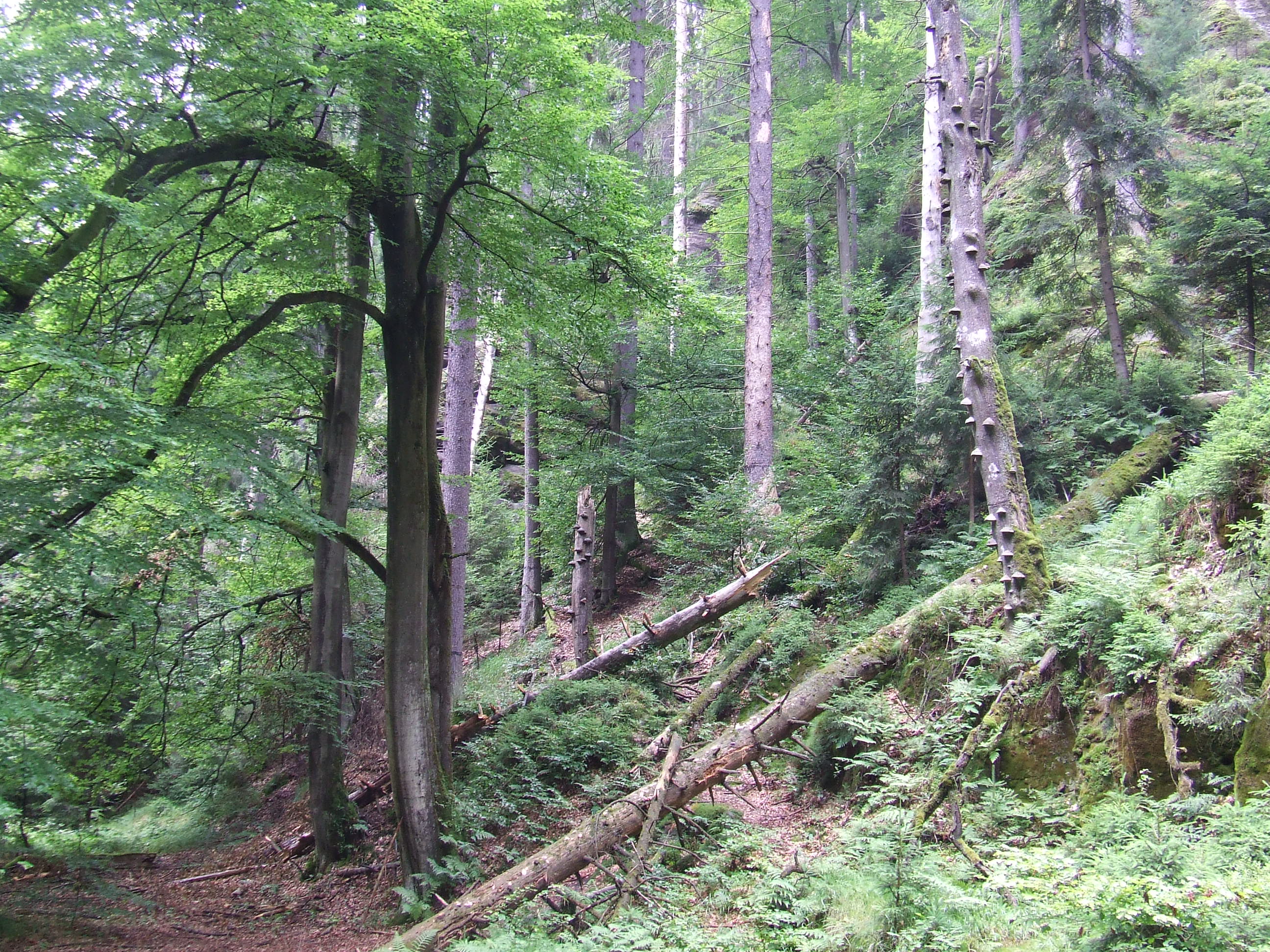 Pohled na přirozeně se vyvíjející smíšený les