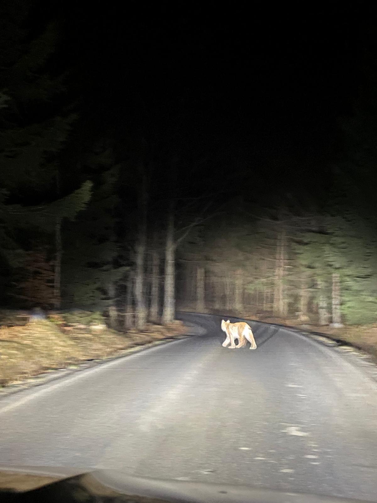 Rys ostrovid zaznamenaný dne 13. března 2026 ve večerních hodinách na pomezí národního parku České Švýcarsko a CHKO Lužické hory. Autorka: Lucie Roudná