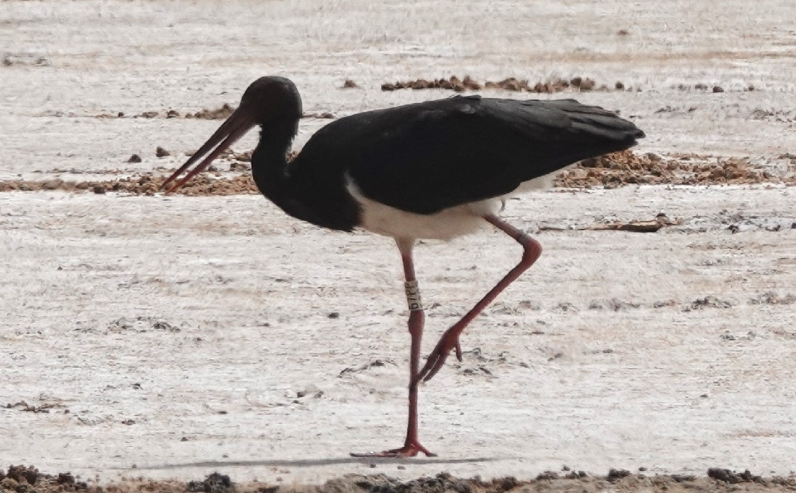 Snímek čápa černého z Českého Švýcarska, pořízený dne 19. 2. 2024 v Senegalu. Foto: Jean-Marie Dupart