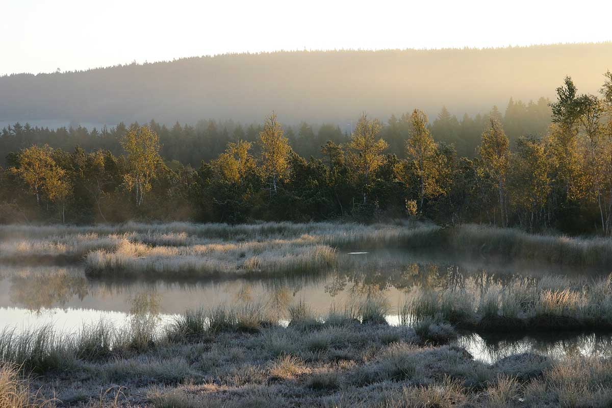 Chalupská slať, NP Šumava, www.npsumava.cz