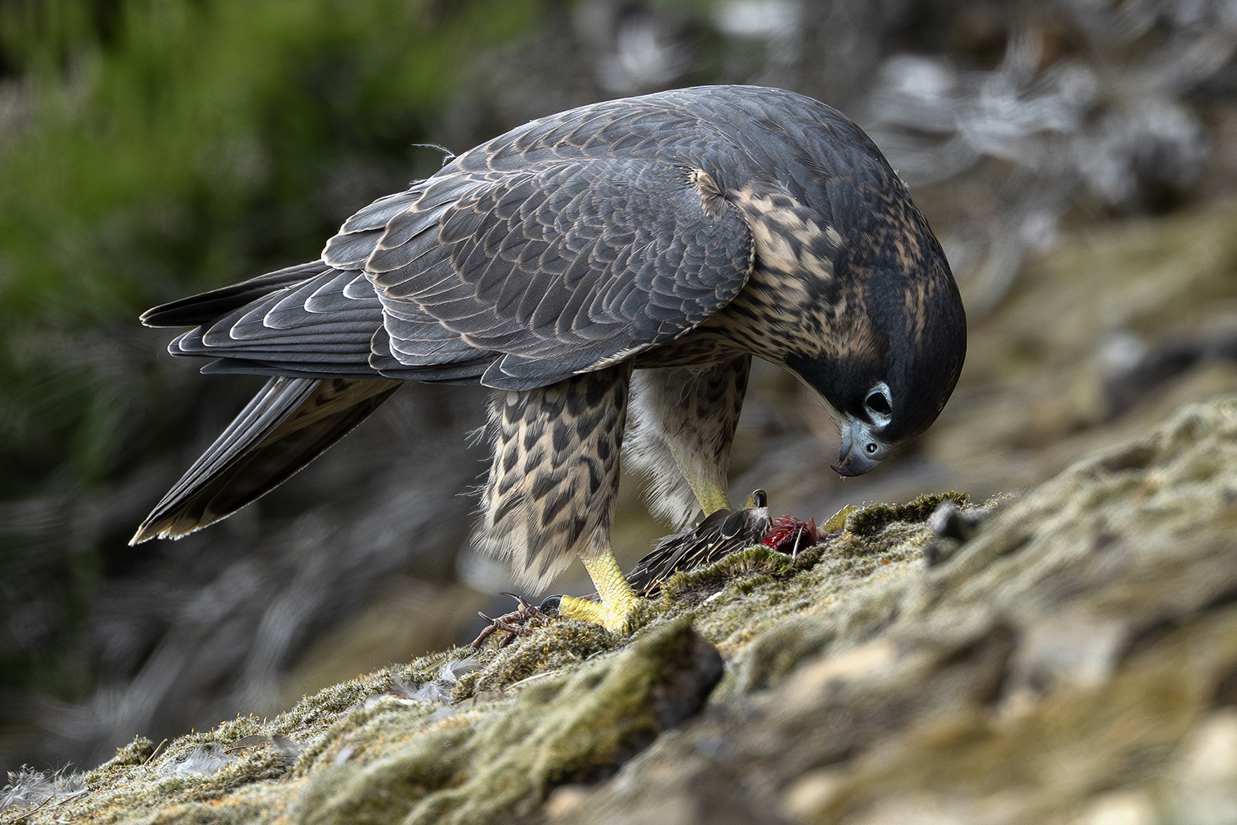 Letošní mládě sokola stěhovavého v hnízdní lokalitě v Českém Švýcarsku. Foto: Václav Sojka