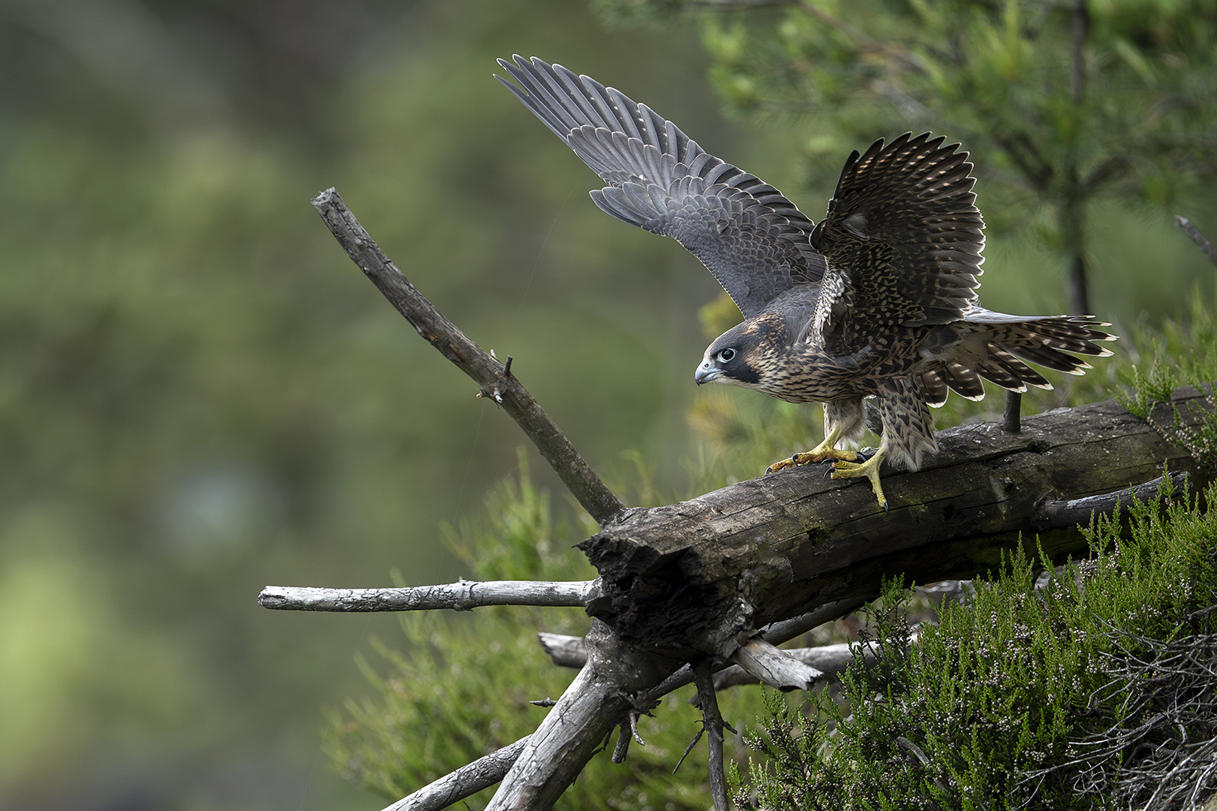 Letošní mládě sokola stěhovavého v hnízdní lokalitě v Českém Švýcarsku. Foto: Václav Sojka