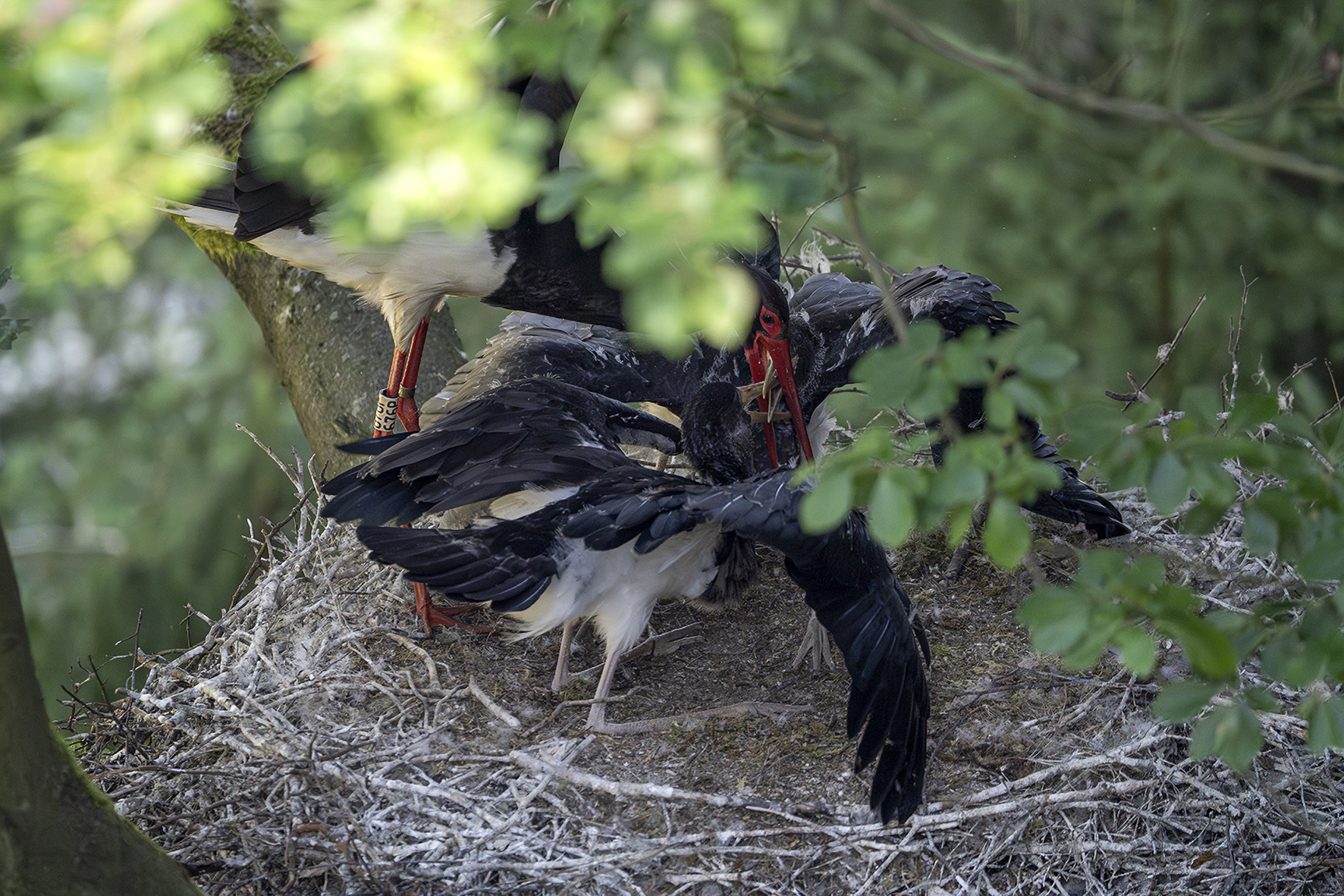 Mladí čápi černí na hnízdní lokalitě v Českém Švýcarsku. Foto: Václav Sojka