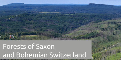 baner Projekt Forest in Saxon and Bohemian Switzerland