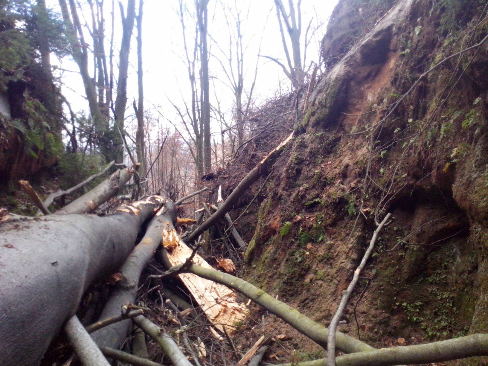 Vyvrácený buk zcela blokuje průchod místem zvaným Olžin pád. Foto: Správa NP České Švýcarsko