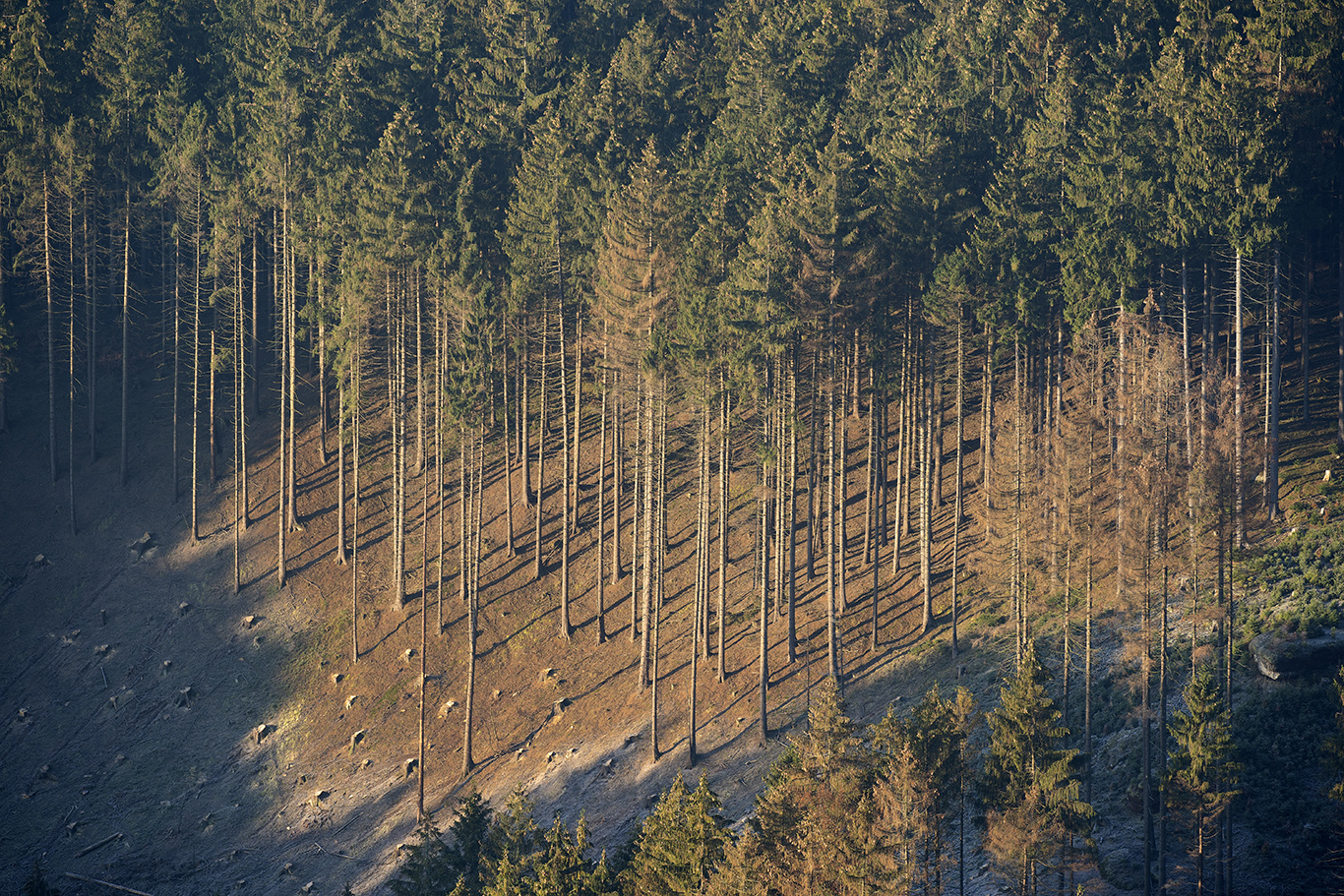 Pohled na smrkový les zařízený k získávání dřeva