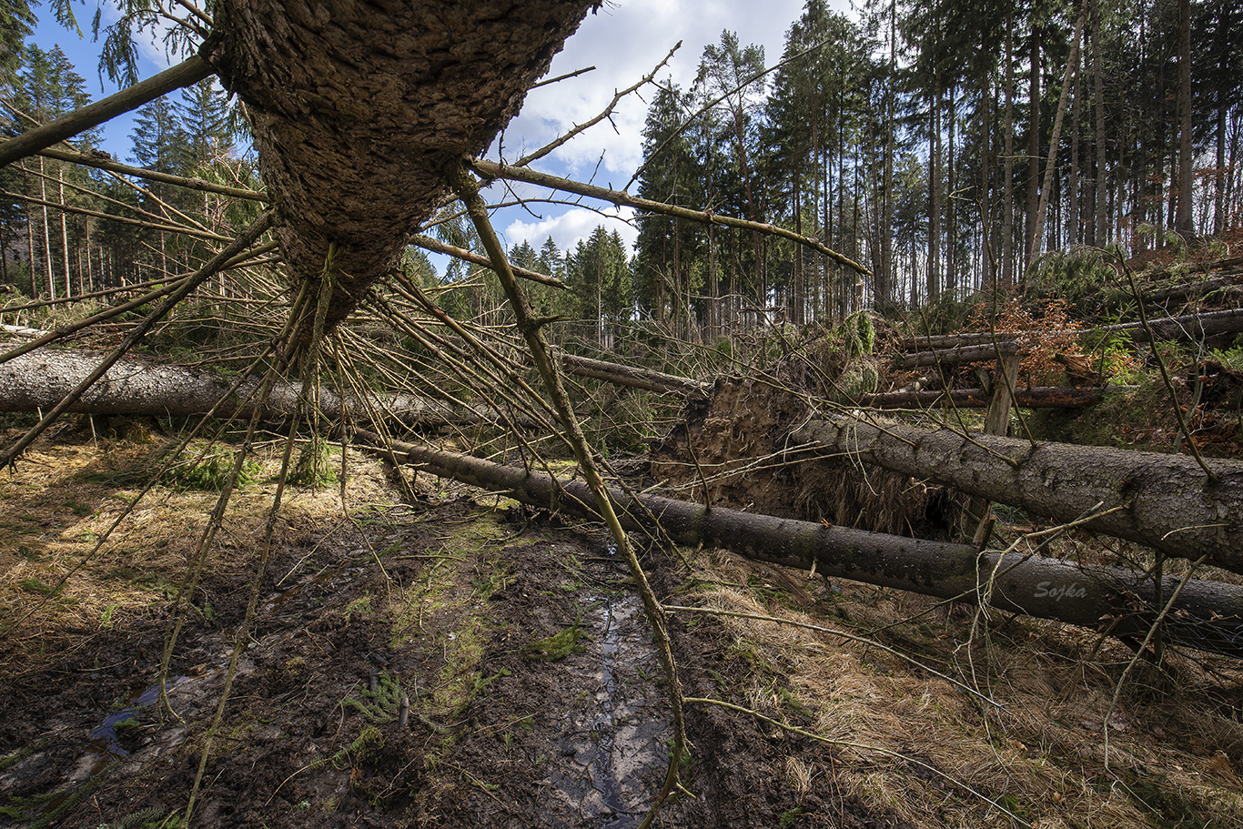 Pohled na stromy vyvrácené vichřicí. Foto: Václav Sojka