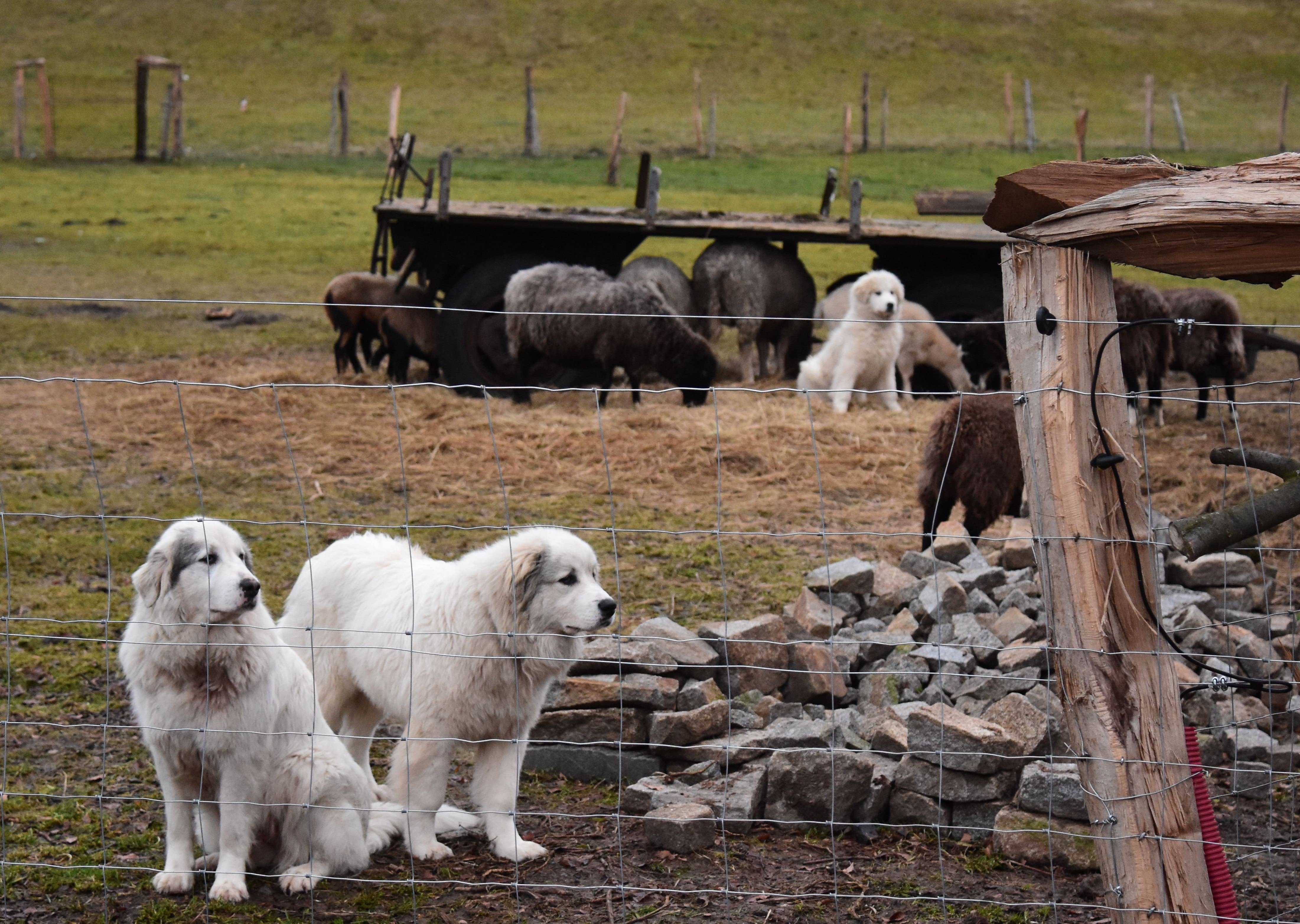 Pastevečtí psi a elektrický ohradník