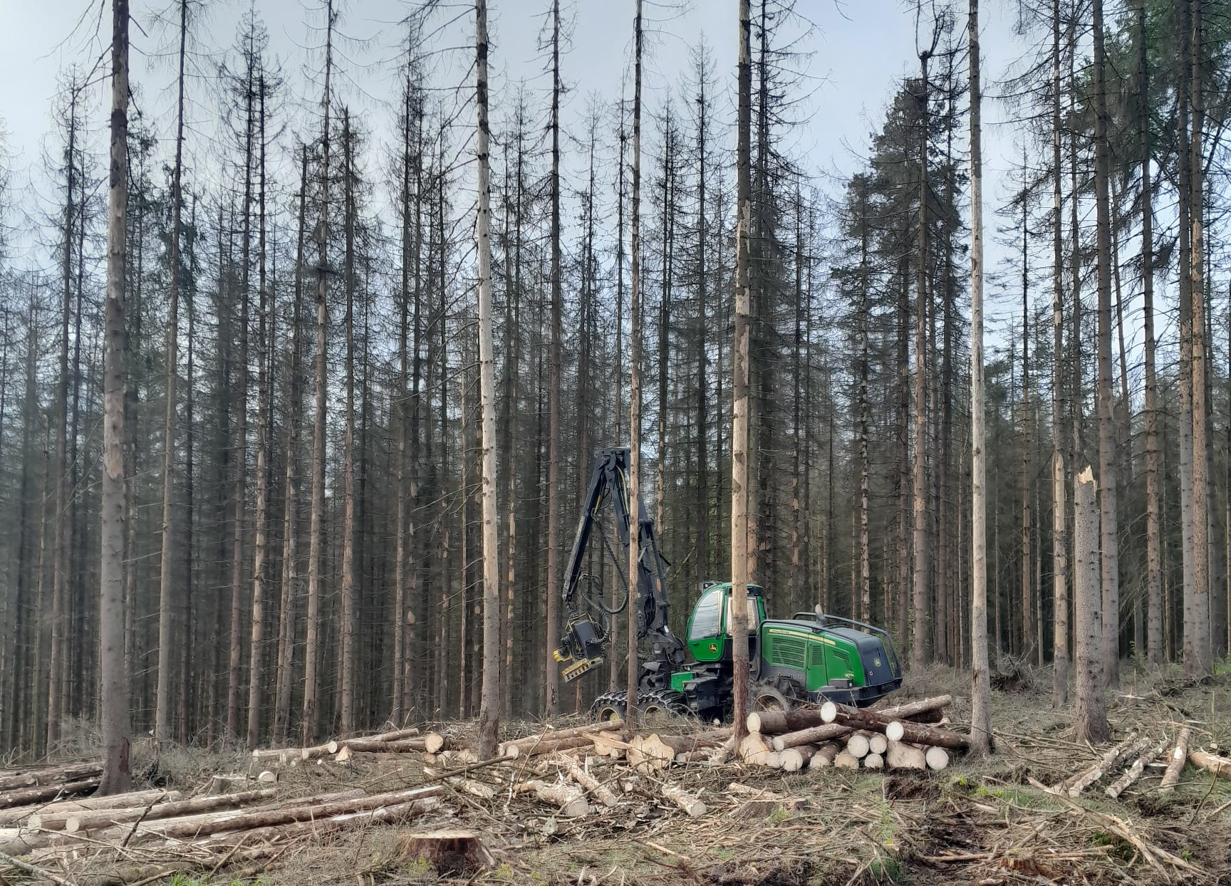 Souše z okolí Doubice v těchto dnech těží harvestor. Foto: Břetislav Jemelka