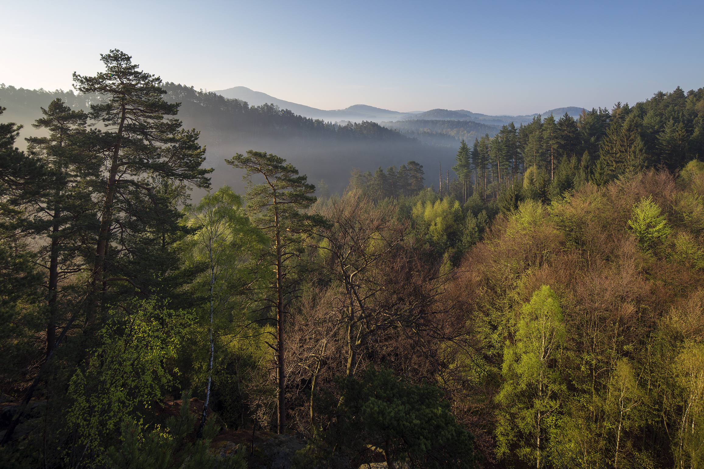 Pohled na smíšený les v NP České Švýcarsko