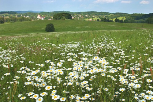 Kopretinová louka u Mikulášovic