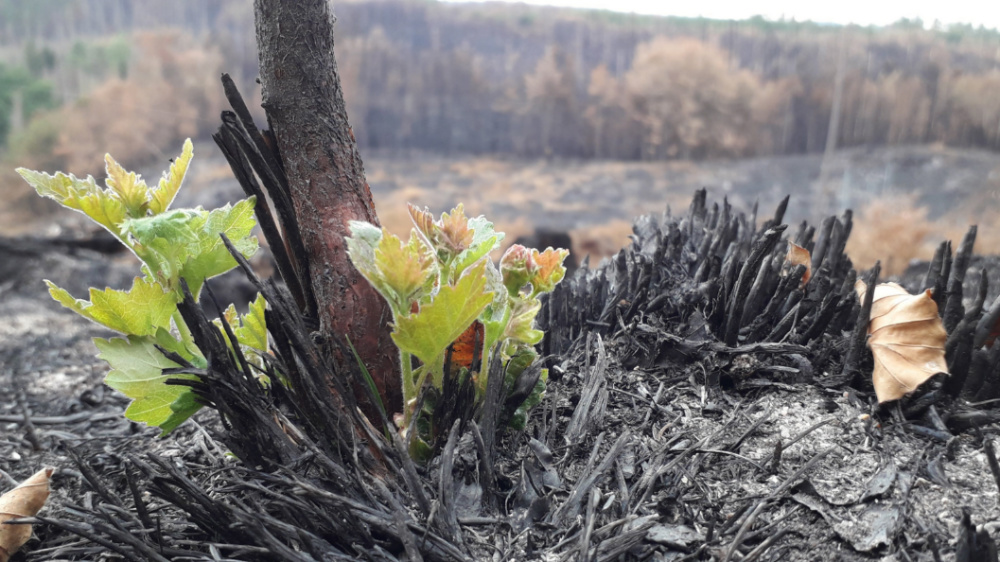 Vymlazující bříza na požářišti v NP České Švýcarsko. Foto: Tomáš Salov