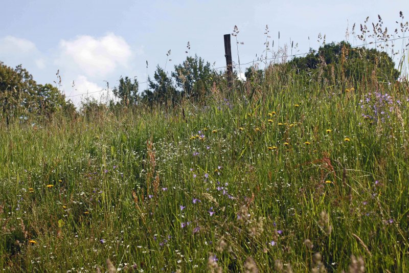 Květnatá louka. Foto: Landschaftspflegeverband Sächsische Schweiz-Osterzgebirge e. V.