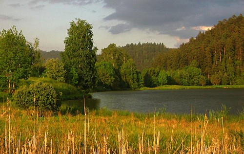 Rybník mezi Srbskou Kamenicí a Novou Oleškou