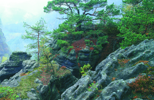 Vegetace skalních plošin