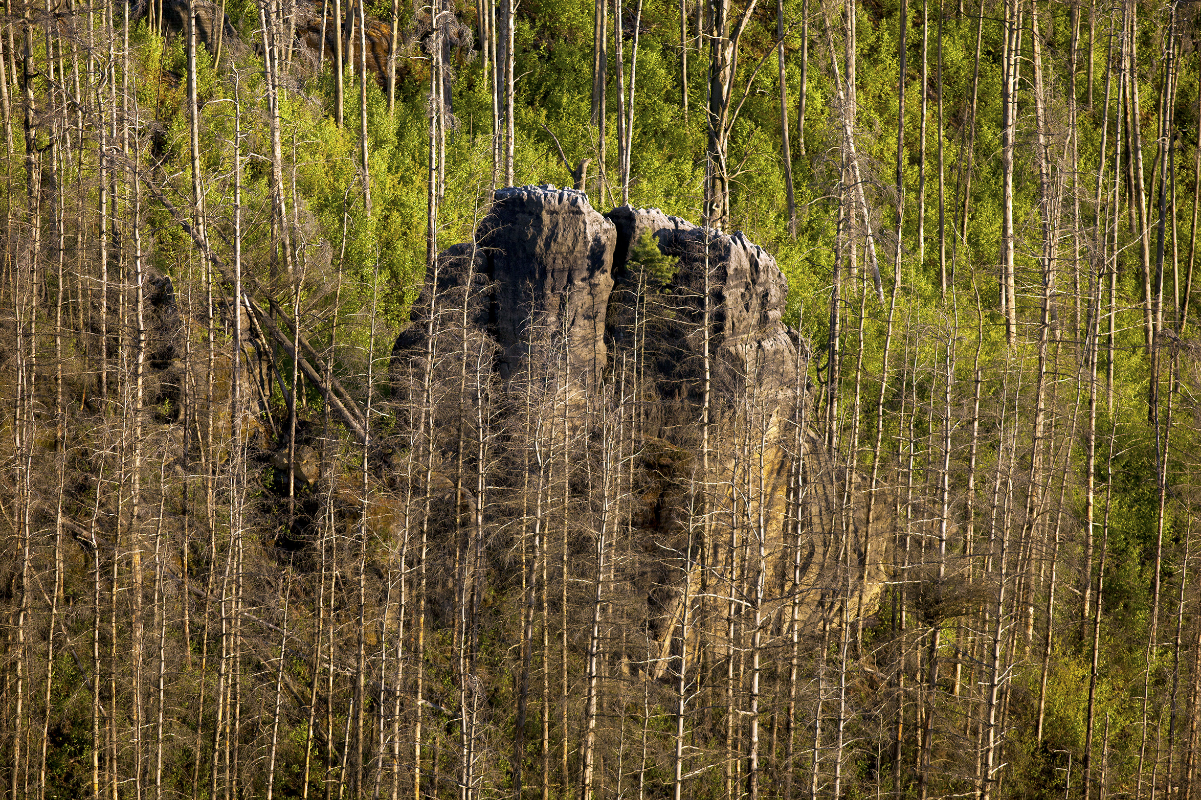 Pohled na zmlazující se les na někdejším požářišti u Jetřichovic