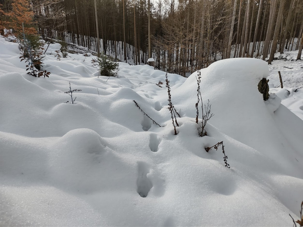 Stopní dráha vlka ve sněhu v NP České Švýcarsko
