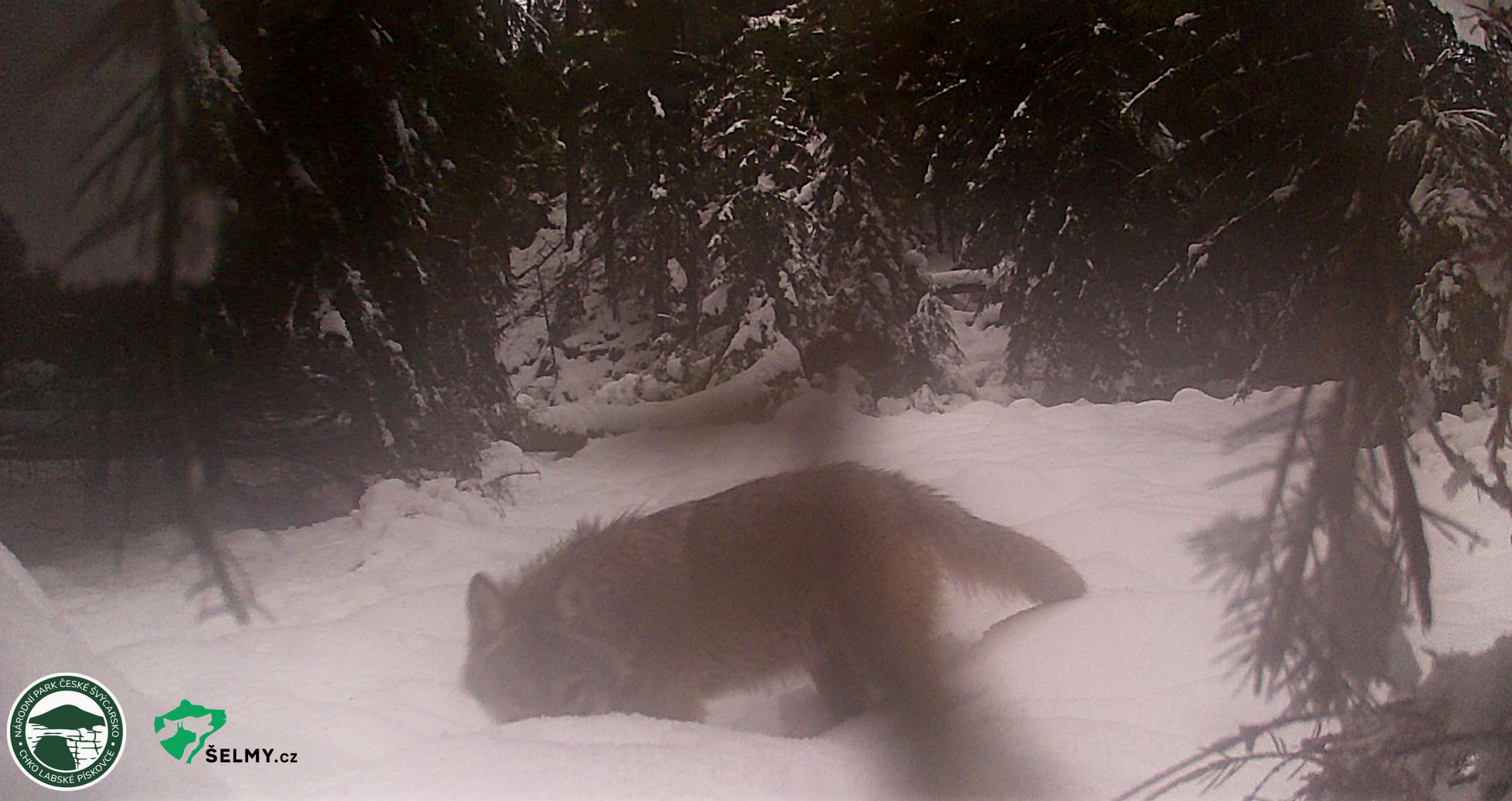 Zimní foto vlka v NP České Švýcarsko