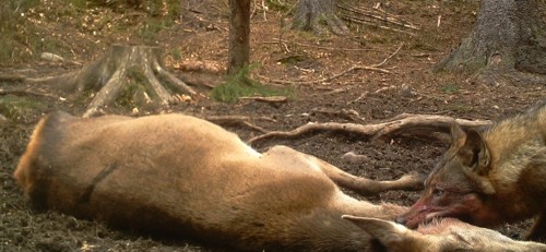 Vlci pomáhají v národním parku regulovat přemnoženou jelení zvěř
