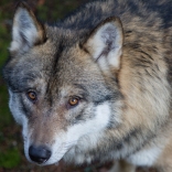 Vlk - Štěpán Rosenkranz