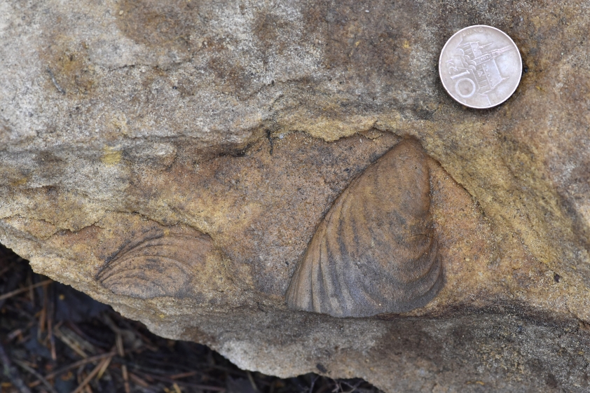 Otisk fosílie v pískovcovém kameni, v porovnání s velikostí desetikorunové mince