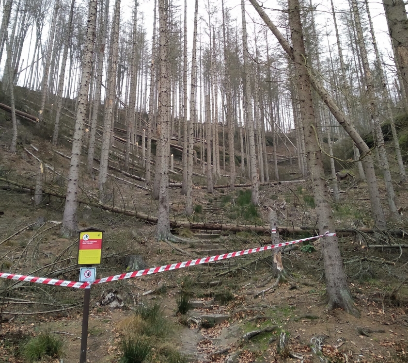 Neprůchodná turistická cesta vedoucí smrkovými soušemi