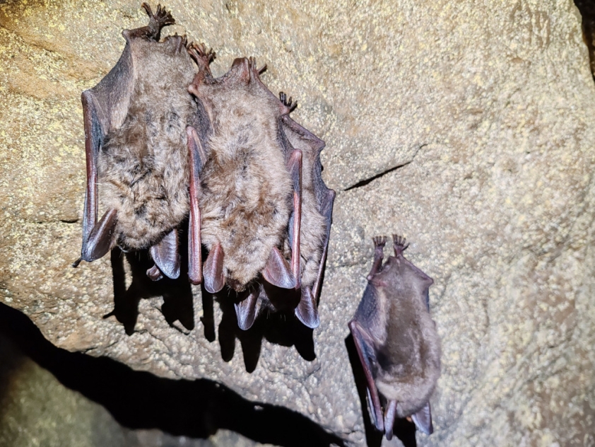 Zimující netopýři velcí v jeskyních labského kaňonu. Foto: Jan Kašpar