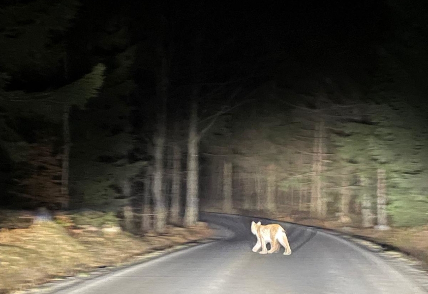 Rys ostrovid zaznamenaný dne 13. března 2026 ve večerních hodinách na pomezí národního parku České Švýcarsko a CHKO Lužické hory. Autorka: Lucie Roudná