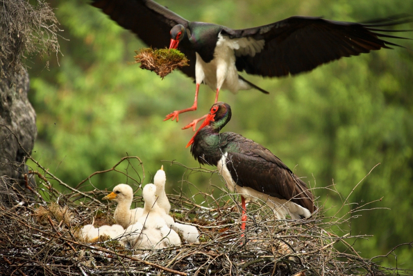 Čápi černí s mláďaty na hnízdě v NP České Švýcarsko. Foto: Václav Sojka