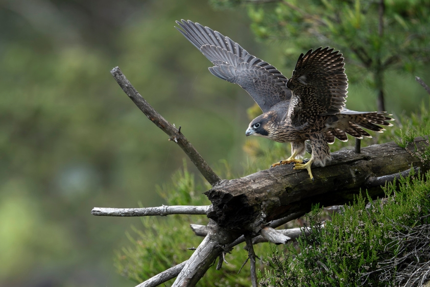 Letošní mládě sokola stěhovavého v hnízdní lokalitě v Českém Švýcarsku. Foto: Václav Sojka