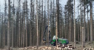 Souše z okolí Doubice v těchto dnech těží harvestor. Foto: Břetislav Jemelka