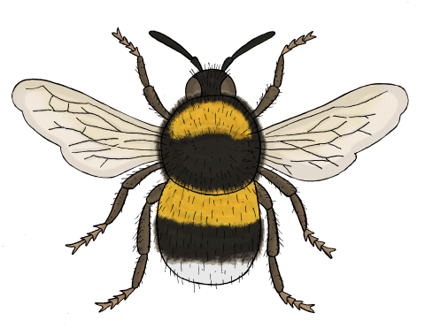 Ilustrace Magdaléna Smetanová