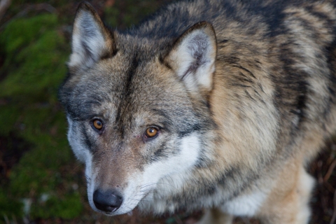 Vlk - Štěpán Rosenkranz
