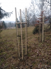 Plané hrušně vysazené v Českém Švýcarsku. Foto: Dana Vébrová 