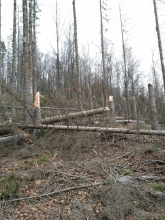 Zlomy stromů v odumřelé smrčině