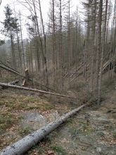 Kmeny smrkových souší spadlé na cestu