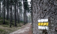 Žlutá turistická značka na kmeni stromu