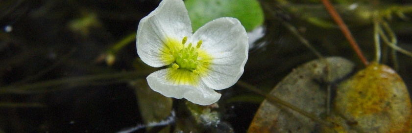 žabníček vzplývavý